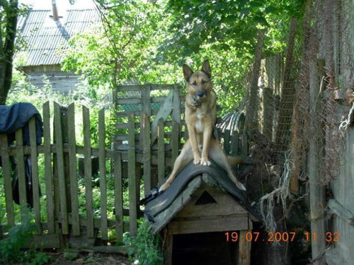 すごいポーズ13