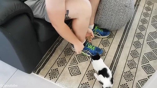 子猫のせいで靴紐が結べない01