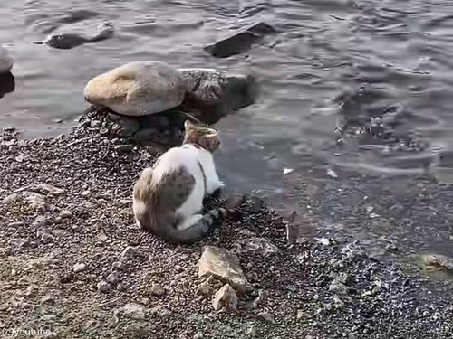 海で漁をする猫「魚をワイルドにキャッチ…」（動画）