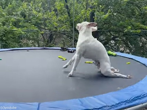 ȥݥ˾äĸȤΤʤ򤹤