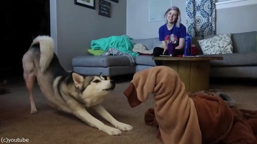 同居犬を助ける優しいハスキー01