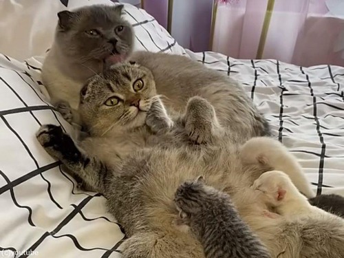 「優しい家族…」授乳中のママ猫をパパ猫がねぎらう（動画）