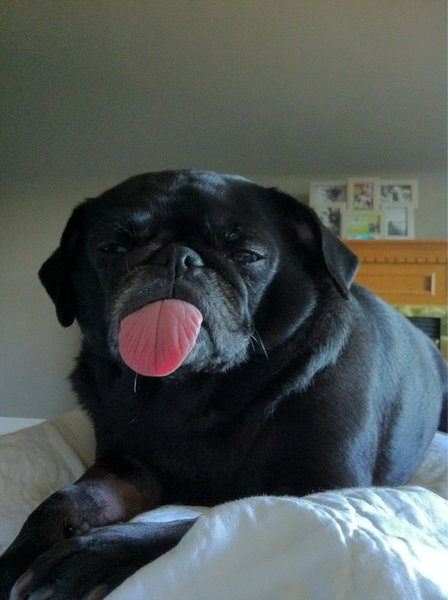 毎朝起こしてくれる犬や猫22