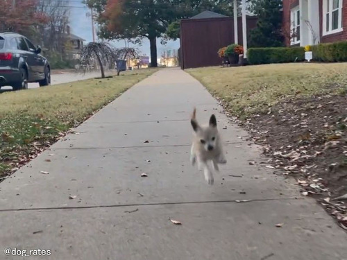 犬「道路のこの線はみんな跳び超えなきゃいけない！」