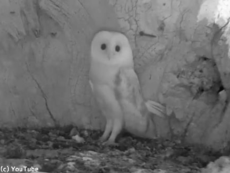 フクロウが生まれて初めて 雷 の音を聞いたときのリアクション 動画 らばq