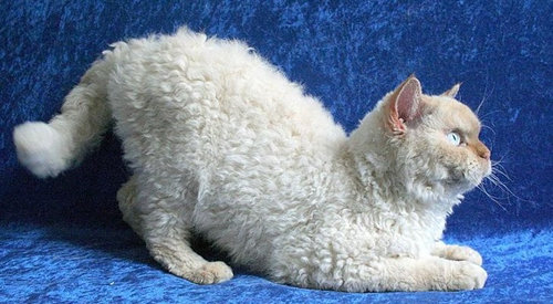 前世は別の動物だったであろう猫11