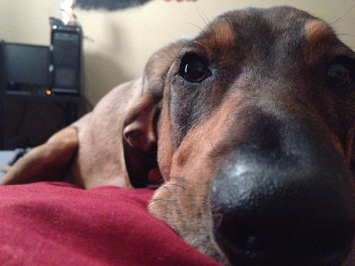 毎朝起こしてくれる犬や猫09