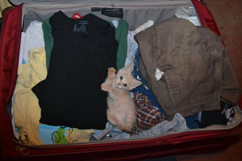 ケニアで子猫03