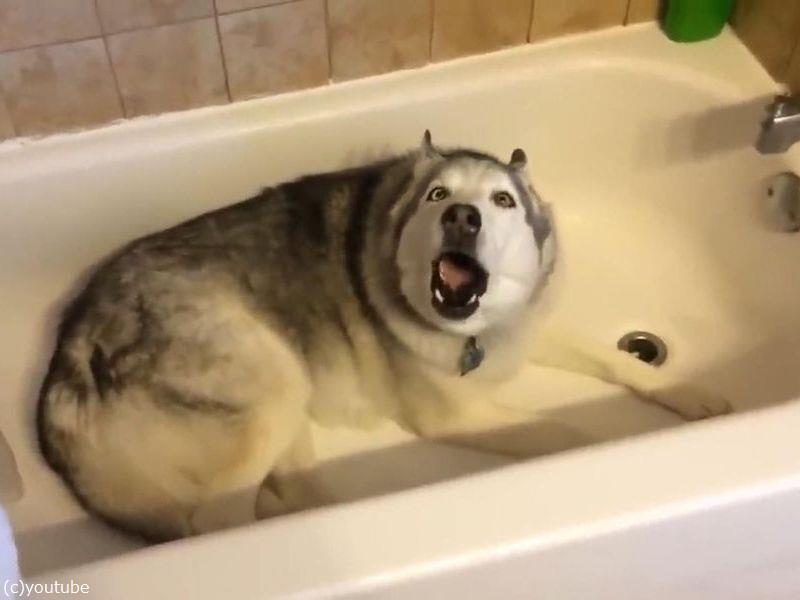お風呂で寝そべって わおーん 動こうとしないハスキー犬 その理由は 動画 らばq