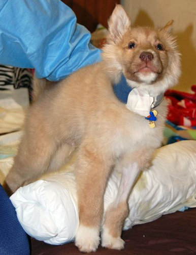 子犬を拾った10