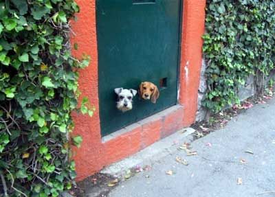 抜けなくなった動物たち11