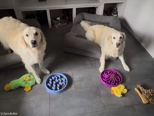 飼い主さんのフェイントに引っかからない犬…おあずけマスター（動画）