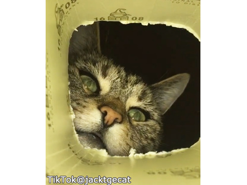 ������Τ�������ǭ�Ĥ���ä��ݤ����ɤ��襤��00