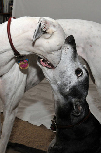 �椫����ưʪ05