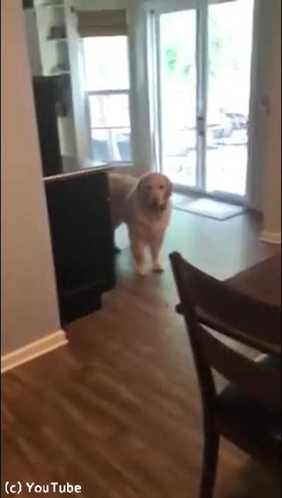 犬「お出かけしないで!」01