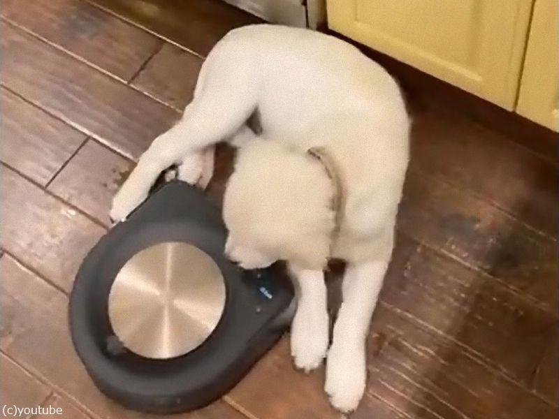 熟睡する犬のすき間をロボット掃除機が 敏感なところに触れた 動画 らばq 熟睡する犬のすき間をロボット掃除機が 敏感なところに触れた 動画 らばq