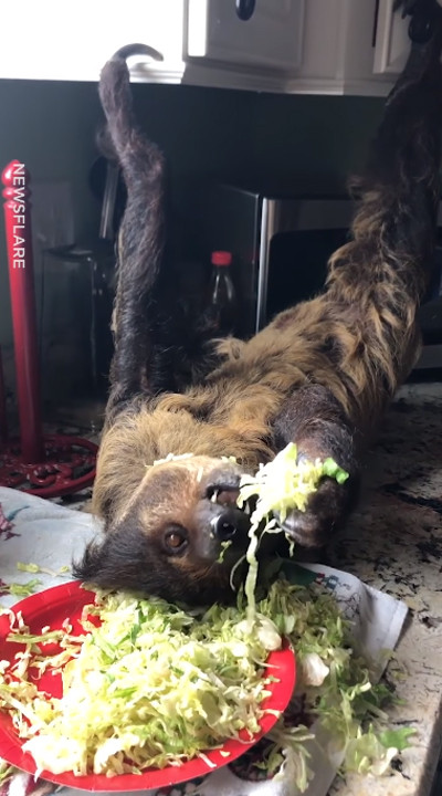 台所でサラダを食べるナマケモノ02