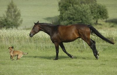 馬と犬02