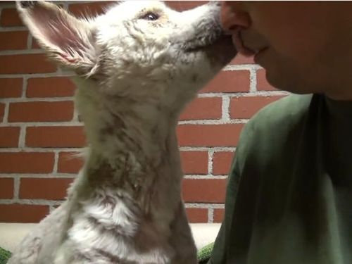 ���ߤλ�����餹�ۡ���쥹����߽�13