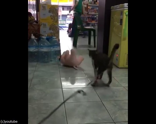 ぬいぐるみVS猫04