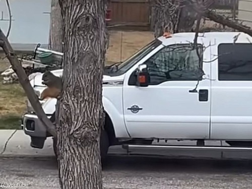 木の上で変な座り方をするリス…意外と足が長い？（動画）