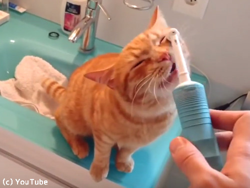 電動歯ブラシが大好きな猫03