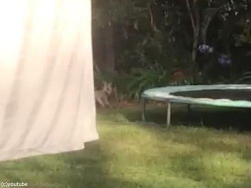 カンガルーがトランポリンを理解していないとき07