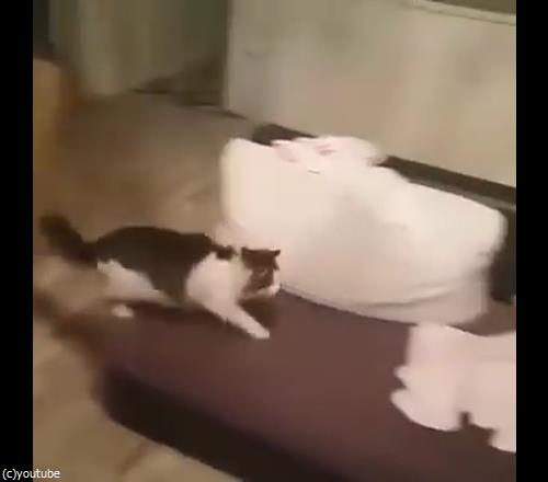 うちの猫は赤ちゃんから離れない03