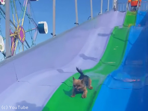 すべり台大好き犬02