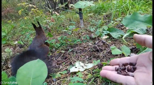 �ꥹ���ե꡼��05