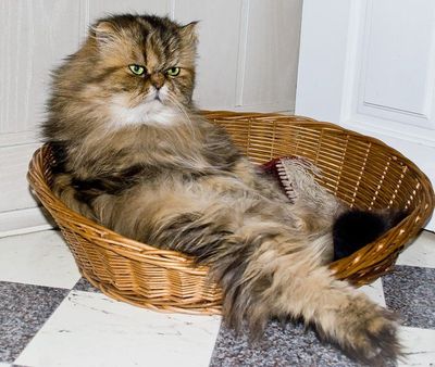 達観したような渋い、風格のある動物08
