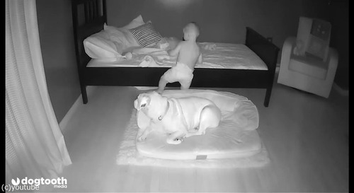 ベッドから降りて犬の隣で寝る赤ちゃん01