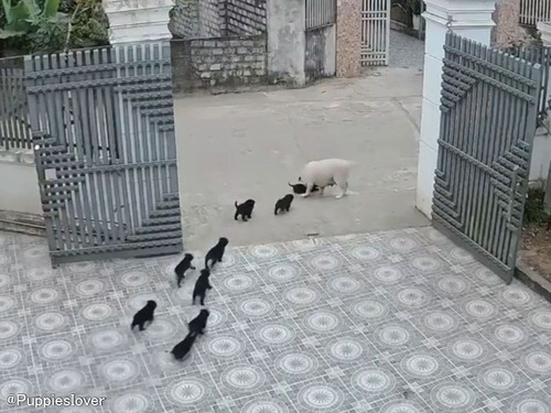門の外に出ようとした子犬を…ママ犬があわてて連れ戻す