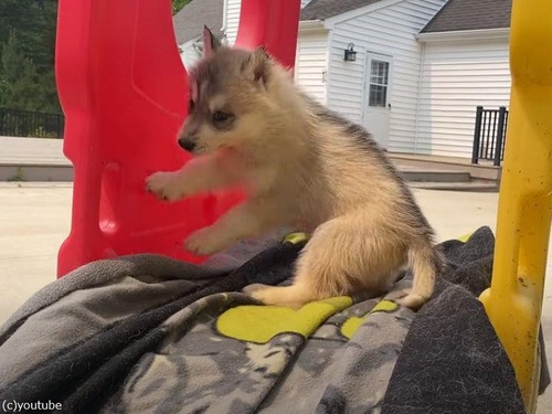 すべり台とハスキー犬の赤ちゃん