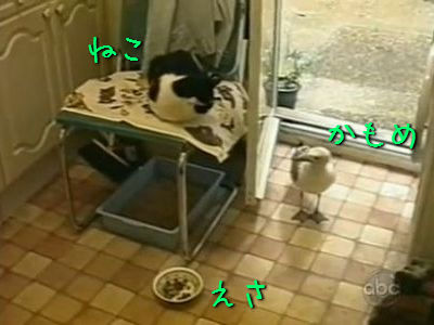 カモメと猫と餌