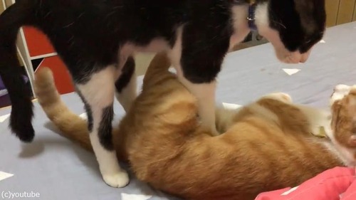 ǭ�ޥå�����������01