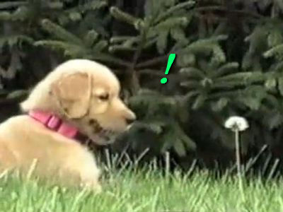 タンポポと戦う子犬