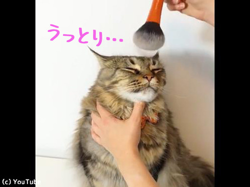 �֥饷�˥��åȥ�Ĥ�ǭ����00