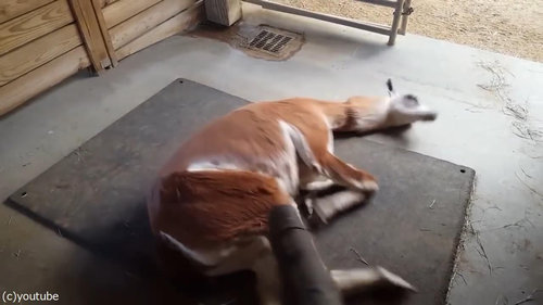 リャマとリーフブロワー05