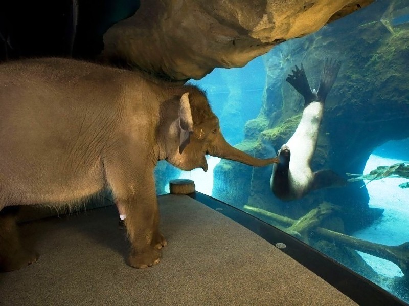 ゾウに動物園を巡らせたら 意外な動物を気に入る らばq ゾウに動物園を巡らせたら 意外な動物を気に入る らばq