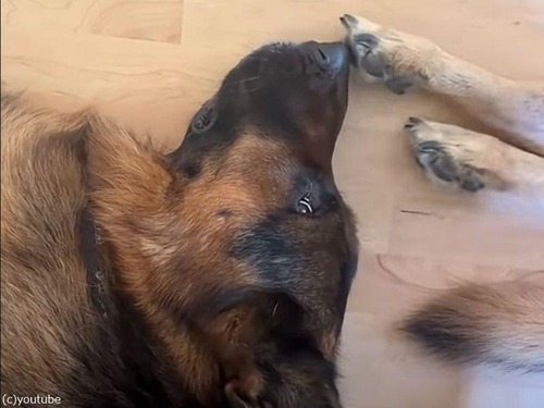 「ご褒美なの!?」寝ぼけた妹犬に顔を蹴られ続ける兄犬（動画）