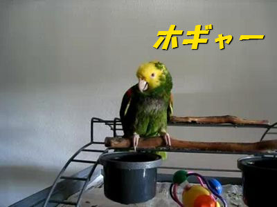 赤ちゃんそっくりの鳴き声をするオウム