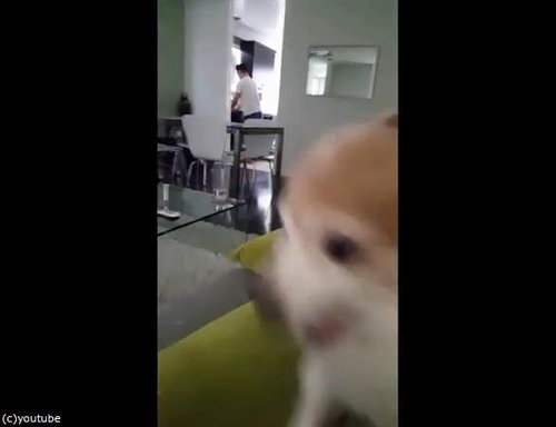 中指とチワワ09