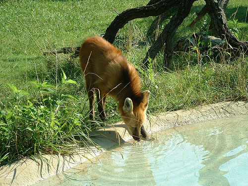 タテガミオオカミ05