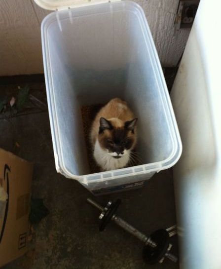 うちの猫じゃない05