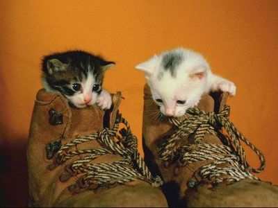 子猫と靴