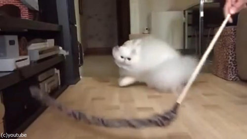 綿毛のような猫01