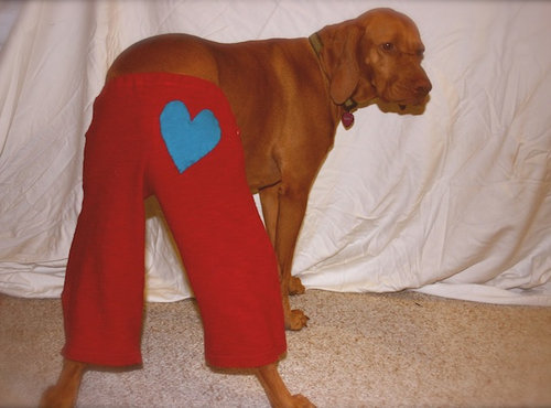 ちょっと考え込んでしまう犬とズボンの疑問02