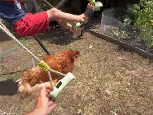 ニワトリとブランコ
