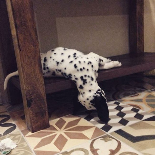 子犬はどこでも寝れる04